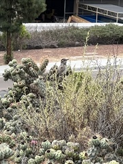 Campylorhynchus brunneicapillus sandiegensis