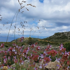 Salvia pomifera