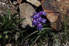 Penstemon hallii