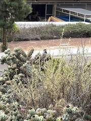 Campylorhynchus brunneicapillus sandiegensis