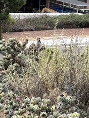 Campylorhynchus brunneicapillus sandiegensis