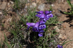 Penstemon hallii
