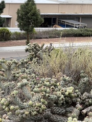 Campylorhynchus brunneicapillus sandiegensis