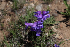 Penstemon hallii