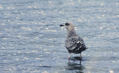 Larus argentatus smithsonianus