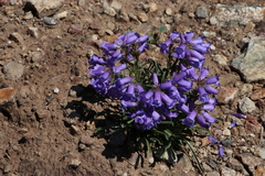 Penstemon hallii