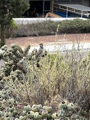 Campylorhynchus brunneicapillus sandiegensis