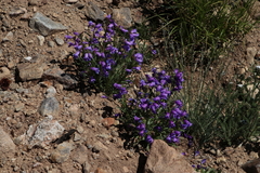 Penstemon hallii