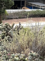 Campylorhynchus brunneicapillus sandiegensis