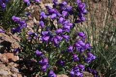 Penstemon hallii