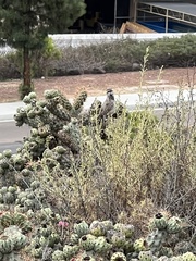 Campylorhynchus brunneicapillus sandiegensis