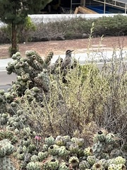 Campylorhynchus brunneicapillus sandiegensis