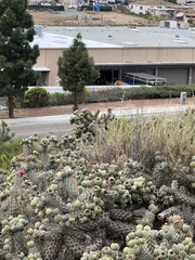 Campylorhynchus brunneicapillus sandiegensis