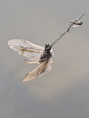 Ceraclea nigronervosa