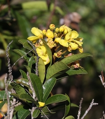 Acridocarpus natalitius natalitius