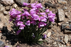 Penstemon hallii