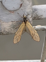 Ceraclea nigronervosa