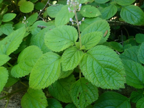 Plectranthus ciliatus
