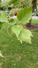 Platanus
