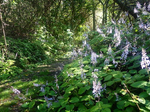Plectranthus ciliatus