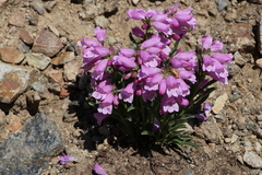 Penstemon hallii