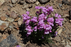 Penstemon hallii