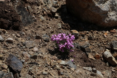 Penstemon hallii