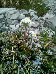 Androsace chamaejasme