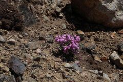 Penstemon hallii