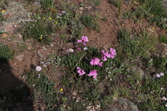 Penstemon hallii
