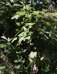 Tarchonanthus trilobus