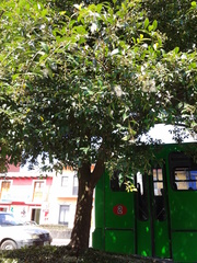 Syzygium