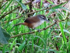 Cantorchilus modestus