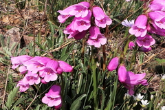 Penstemon hallii