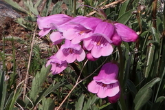 Penstemon hallii