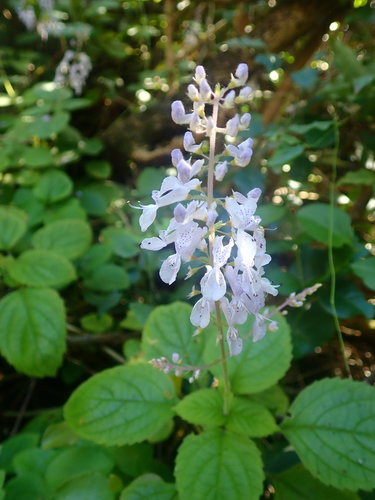 Plectranthus ciliatus