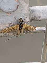 Ceraclea nigronervosa