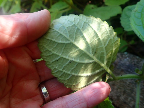Plectranthus ciliatus