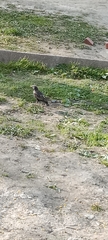 Sturnus vulgaris