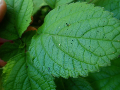 Plectranthus ciliatus