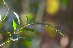 Citharexylum affine
