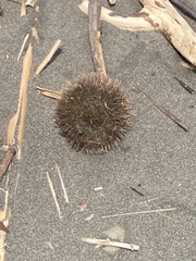 Apeiba tibourbou