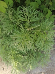 Artemisia sieversiana
