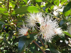 Syzygium