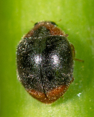 Scymnus louisianae
