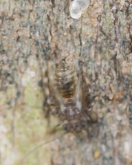 Ectopsocus californicus