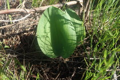 Eriospermum dielsianum