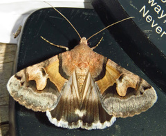 Drasteria pallescens