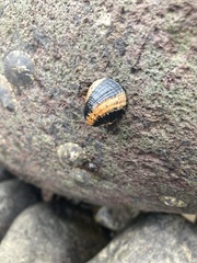 Nerita albicilla