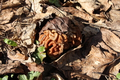Gyromitra gigas